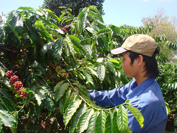 Năm 2012, Kim ngạch xuất khẩu tỉnh Dak Lak thực hiện 730 triệu USD 